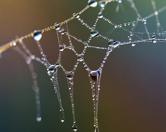 fotografía macro, detalles de la naturaleza, texturas, microcosmos, magia natural, brillo, primer plano, estética natural, luces y sombras, microcosmos.