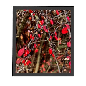 Puede incluir: Primer plano de una rama de un arbusto con bayas rojas. Las bayas están agrupadas en las ramas, que son delgadas y marrones. El fondo está desenfocado y fuera de foco.