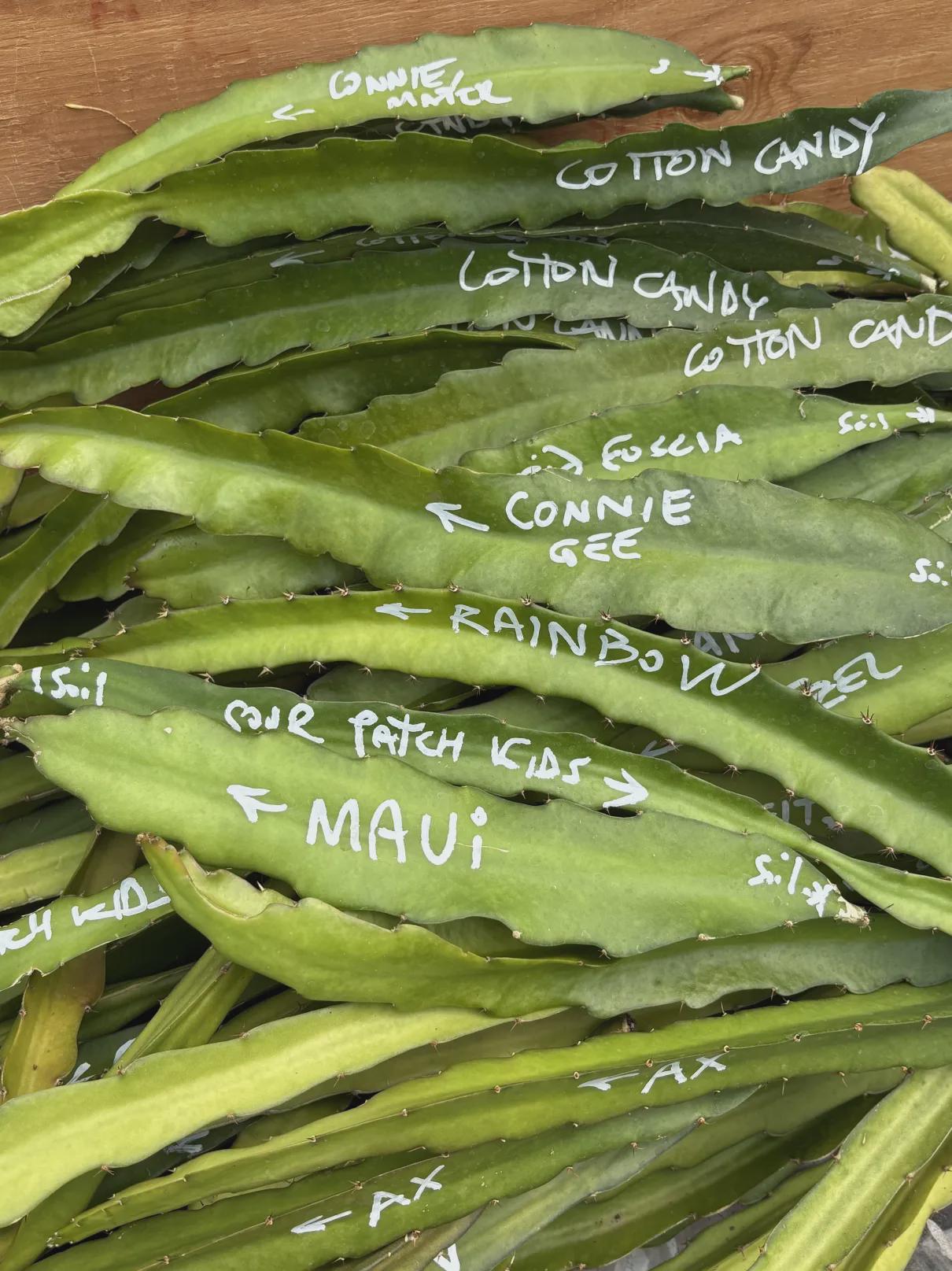 New Exotic & Rare Dragon Fruit Varieties available in starters + ONE Free Dragon Fruit To Eat!