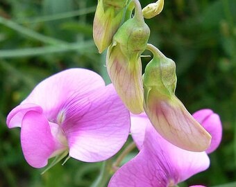 Perennial Everlasting Sweet Pea Seeds 50 (Lathyrus lactifolius) Pink, Lavender, Light Blue, White: Vine