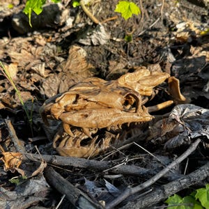 May include: A detailed, light brown replica of a dinosaur skull rests among fallen leaves and twigs. The skull's teeth and eye sockets are clearly visible, with a detailed texture. The scene is set outdoors, with green foliage in the background.