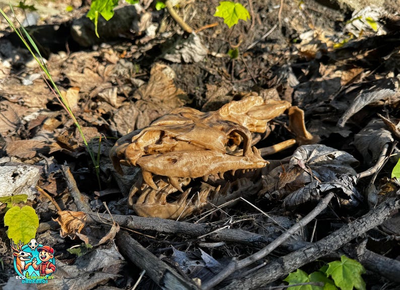 May include: A detailed, light brown replica of a dinosaur skull rests among fallen leaves and twigs. The skull's teeth and eye sockets are clearly visible, with a detailed texture. The scene is set outdoors, with green foliage in the background.