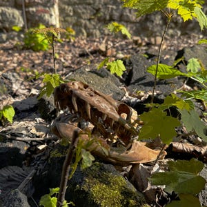 May include: A weathered, brown dinosaur skull lies amongst dark rocks and green foliage. The skull's teeth are visible, and young green plants grow around it. The scene is outdoors, with sunlight filtering through the leaves.