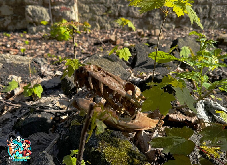 May include: A weathered, brown dinosaur skull lies amongst dark rocks and green foliage. The skull's teeth are visible, and young green plants grow around it. The scene is outdoors, with sunlight filtering through the leaves.