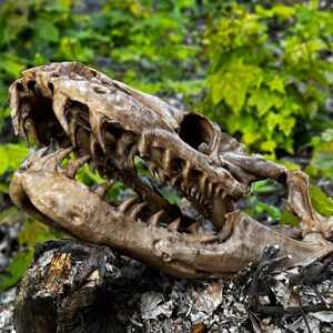 May include: A detailed, weathered replica of a dinosaur skull, showcasing sharp teeth and intricate bone structure. The skull is a light brown colour and rests on a dark, textured surface with a backdrop of green foliage.
