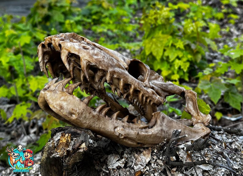 May include: A detailed, weathered replica of a dinosaur skull, showcasing sharp teeth and intricate bone structure. The skull is a light brown colour and rests on a dark, textured surface with a backdrop of green foliage.