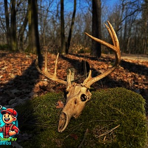 May include: A deer skull with large antlers rests on a moss-covered surface in a forest setting. The skull is light brown, and the antlers are a darker shade of brown. The background features trees and fallen leaves.