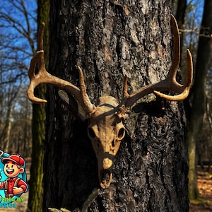 May include: A deer skull with large antlers is mounted on a tree trunk. The skull is a light tan color, and the antlers are a darker brown. The tree trunk is dark brown and textured. The background shows a forest with a blue sky.