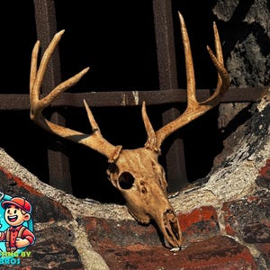 May include: A deer skull with large antlers is mounted on a brick wall. The skull is a light tan color, and the antlers are a darker shade of tan. The wall is made of red and gray bricks. The image has a dark background.