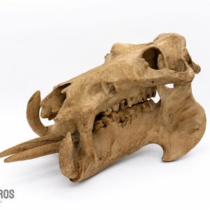 Op de afbeelding: Een lichtbruine, getextureerde replica van een dierenschedel met opvallende, gebogen slagtanden die uit de kaak steken en een gedetailleerd gebit. Het object staat tegen een witte achtergrond met de tekst DRUKBROS skulls & props.