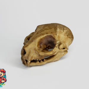 Könnte beinhalten: Ein hellbrauner Tierschädel mit sichtbaren Zähnen und Augenhöhlen, vor weißem Hintergrund. Der Schädel stammt wahrscheinlich von einem kleinen Säugetier, wie einer Katze. Es handelt sich um einen natürlichen, organischen Gegenstand.