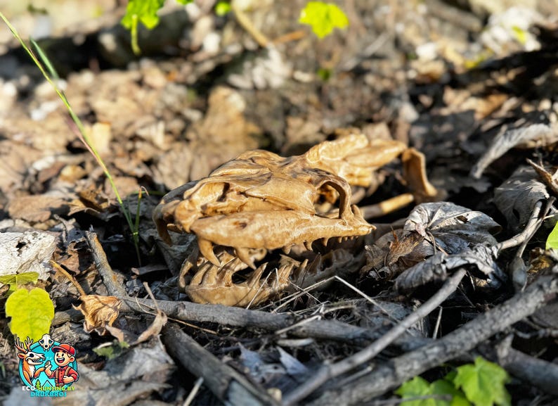 May include: A close-up image of a weathered animal skull, possibly a reptile or amphibian, lying amongst fallen leaves and twigs. The skull is a light brown colour, with visible teeth and eye sockets, suggesting a natural history or educational theme.