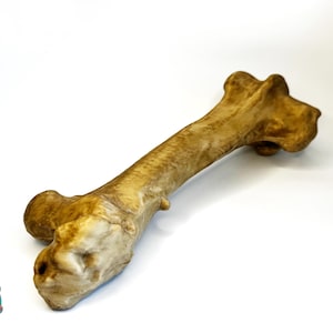 Szczegółowa replika kości, anatomiczna dekoracja na Halloween, ręcznie wykończona