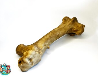 Gedetailleerde bottenreplica, anatomische halloweenversiering, met de hand afgewerkt