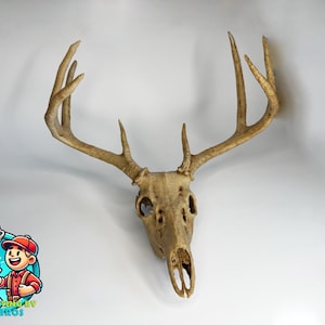 n*r様 蝦夷鹿hunting trophy（deer skull）天然 n*r様 蝦夷鹿hunting trophy（deer skull）天然
