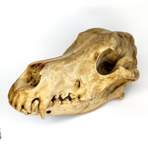 German Shepherd Skull Replica with Detailed Canine Anatomy – Ideal for Veterinary Study, Art Reference, or Unique Decorative Display