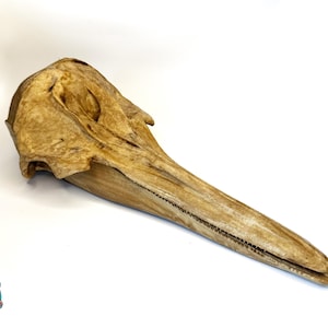 3D Printed Right Whale Dolphin Skull Replica – Marine Anatomy Display