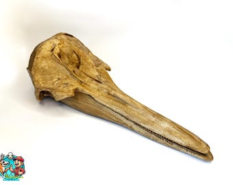 Right Whale Dolphin Skull Replica (Lissodelphis) – Accurate Marine Mammal Anatomy for Study, Display, or Artistic Inspiration