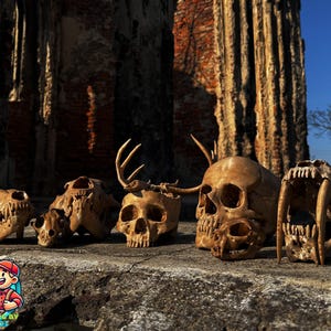 May include: A collection of animal skulls, including a bear, deer, and saber-toothed tiger, are displayed on a stone surface. The skulls are various sizes and shapes, with visible teeth and bone structure. The background features a weathered brick structure and a clear blue sky.