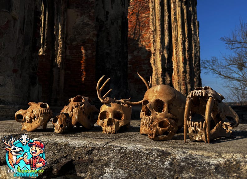 May include: A collection of animal skulls, including a bear, deer, and saber-toothed tiger, are displayed on a stone surface. The skulls are various sizes and shapes, with visible teeth and bone structure. The background features a weathered brick structure and a clear blue sky.