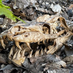 May include: A close-up of a weathered animal skull, possibly a reptile, lying amongst dried leaves. The skull is a light tan colour, with visible teeth and bone structure, suggesting a natural history or educational theme.