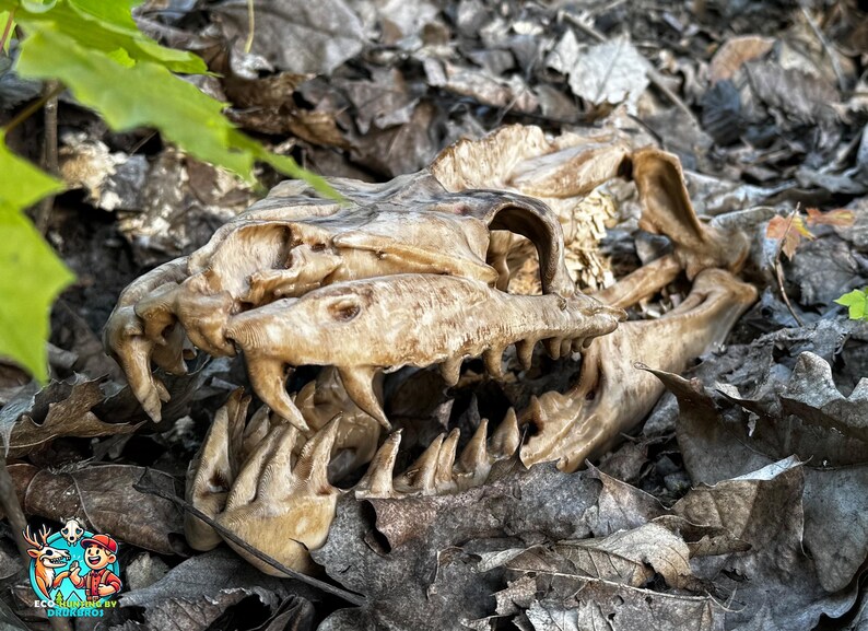 May include: A close-up of a weathered animal skull, possibly a reptile, lying amongst dried leaves. The skull is a light tan colour, with visible teeth and bone structure, suggesting a natural history or educational theme.