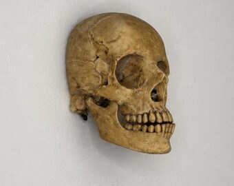 Anatomische muurhanger halve schedel – Realistische gespleten gotische sculptuur, macabere anatomische kunst voor Halloween of Rariteitenkabinet