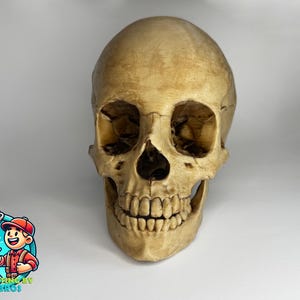 Life-Size Realistic Human Skull Replica – Anatomical Model for Education, Medical Study, Halloween, Gothic Décor, Props, and Collectors