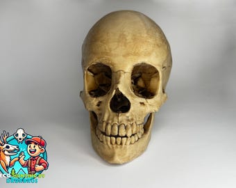 Life-Size Realistic Human Skull Replica – Anatomical Model for Education, Medical Study, Halloween, Gothic Décor, Props, and Collectors
