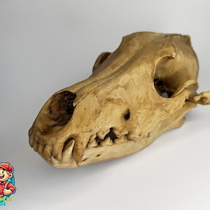 3D Printed Wolf Skull Replica – Detailed Anatomical Model