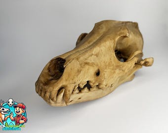 Realistic Wolf Skull Replica – Detailed Anatomical Model for Education, Wildlife Study, Collectors, Gothic Décor, Hunting Displays and Props