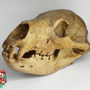 Realistischer Schwarzbärenschädel-Replik - Anatomisches Modell für Lehrmittel, Wildtierstudie, Jagd-Dekor, Sammler, Halloween-Requisiten und Displays