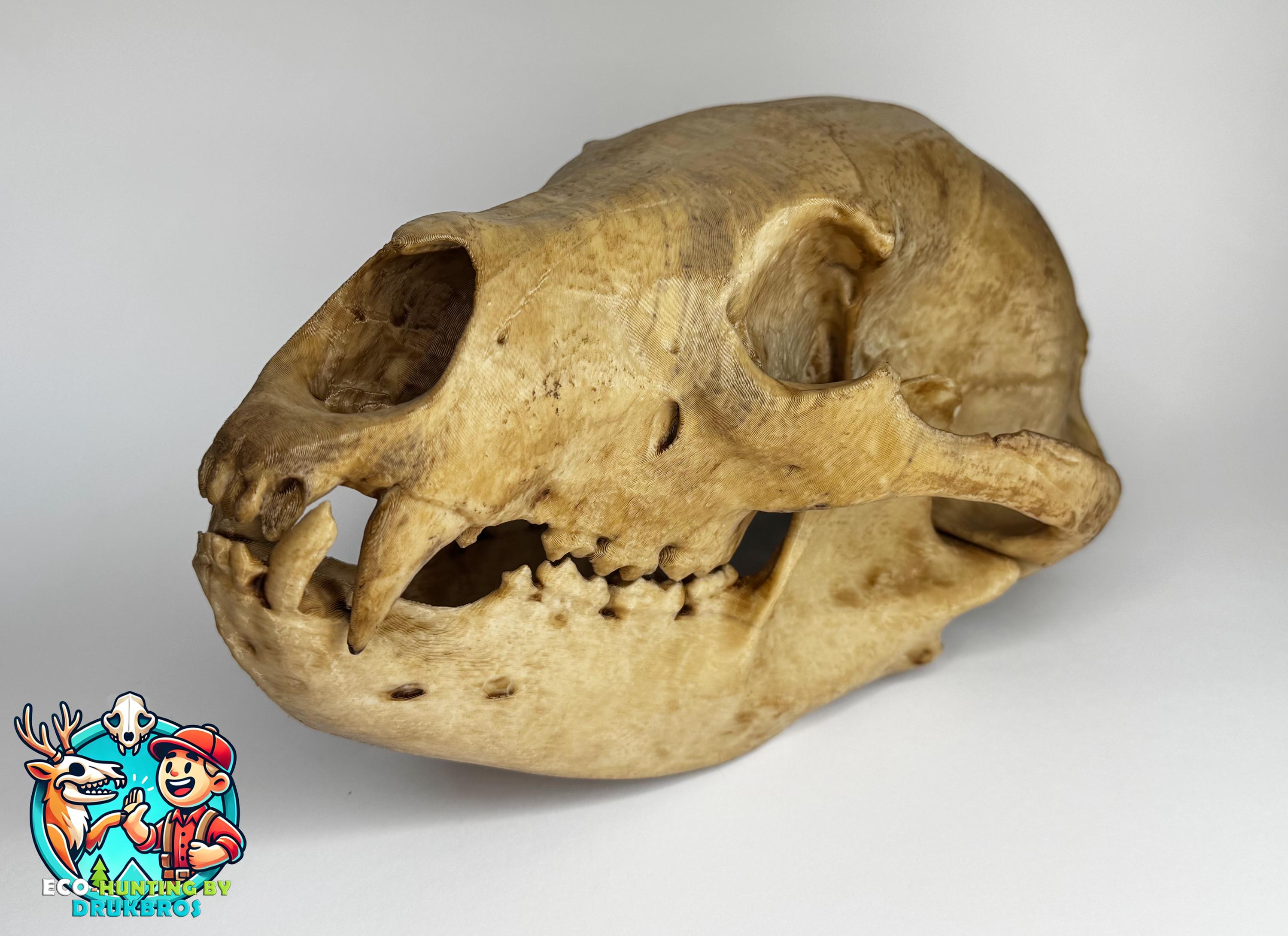 Realistic Black Bear Skull Replica – Anatomical Model for Education, Wildlife Study, Hunting Décor, Collectors, Props and Displays