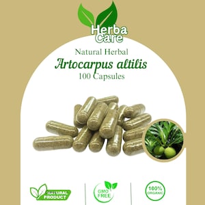 100-500 Capsules Of Pure Artocarpus Altilis breadfruit Daun sukun 100% Organic WildCrafted  Fresh Natural Herbs