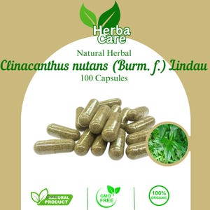 100-500 kapsułek czystego Clinacanthus Nutans (Burm. f.) Lindau Dandang Gula 100% organiczne, świeże, naturalne zioła WildCrafted
