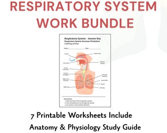 Respiratory System Study Guide | Anatomy Physiology Worksheets |  Printable PDF