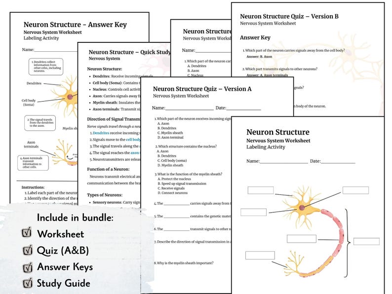 Neuron Structure Worksheet Bundle | Nervous System Study Guide ...