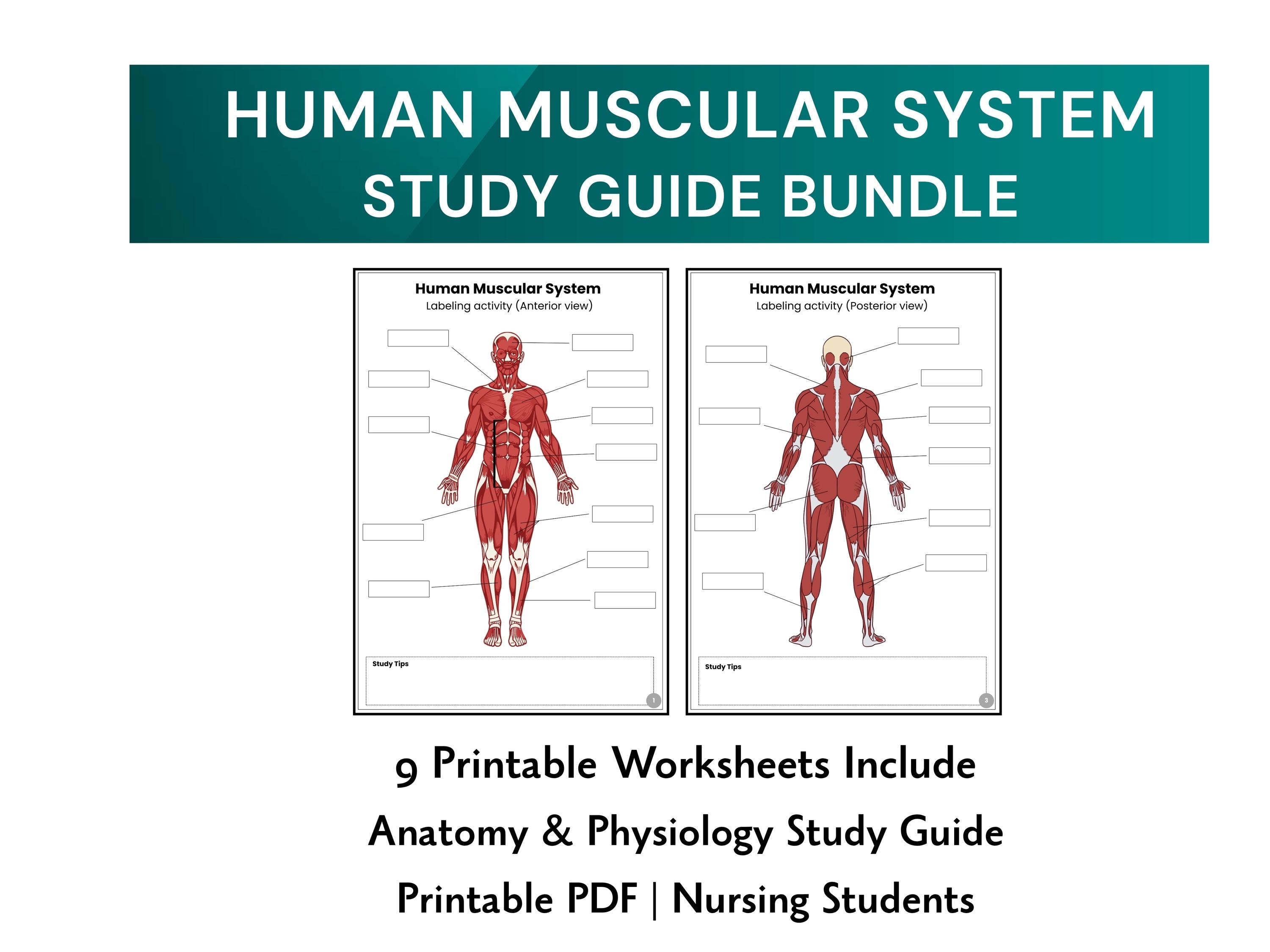 Human Muscular System Worksheet Bundle | AP Study Guide | Muscle ...