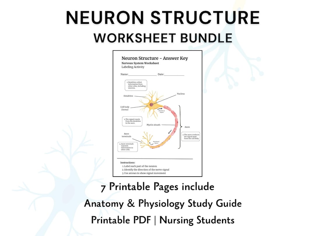 Neuron Study Guide Neuron Structure Worksheet Bundle | Nervous System Study Guide ...