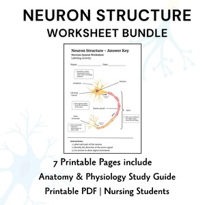 May include: A white worksheet bundle titled "NEURON STRUCTURE WORKSHEET BUNDLE" with a diagram of a neuron. The worksheet includes an answer key and labeling activity. The bundle includes 7 printable pages, an anatomy and physiology study guide, and is a printable PDF for nursing students.