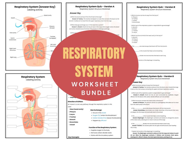 Resp E Rext Respiratory Anatomy Worksheet Bundle | Labeling Activity | Study Guide ...