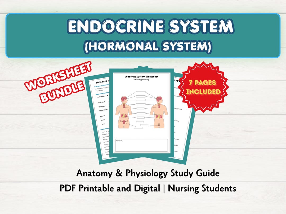 Endocrine System Anatomy Worksheet Bundle | Labeling Activity | Study ...