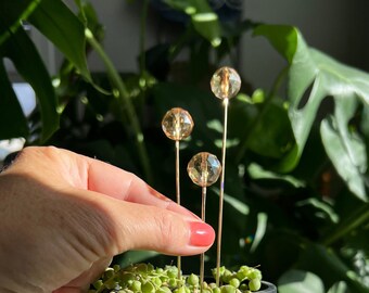 PLANT LOVE