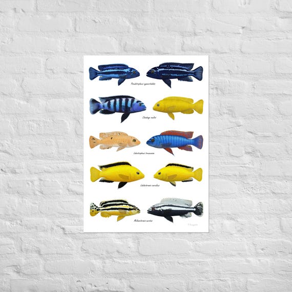 Poster Malawi Lake Fish, Mbuna Cichlids - Etsy