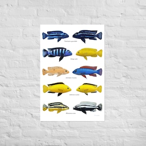 Poster Malawi lake fish, mbuna cichlids