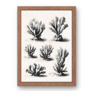 Vintage Coral Print, Coastal Marine Wall Art, Ocean Biology Illustration, Black & White Coral Sketch, Sea Life Digital Download