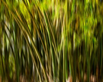 Wood VI – Bamboo Allée Jamaica Abstract Nature Photography on Acrylic & Photo Paper