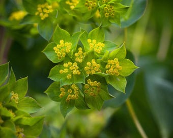 Semillas de flores de Bupleurum