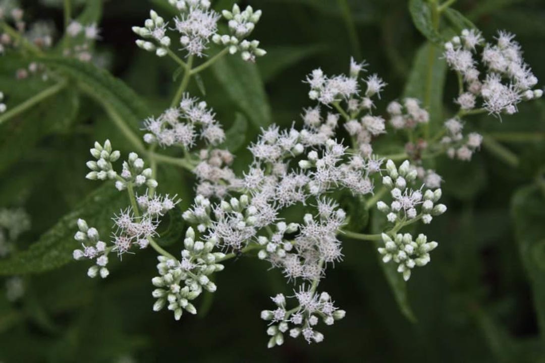 Native Boneset Boneset Native Seeds - Etsy