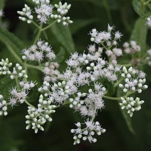 May include: Close-up of white flowers with delicate, spiky petals clustered together. The flowers are in full bloom, with some buds still closed. The background is a soft, blurred green, creating a natural and serene image.